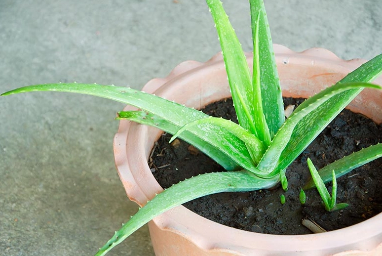 aloe vera plant care