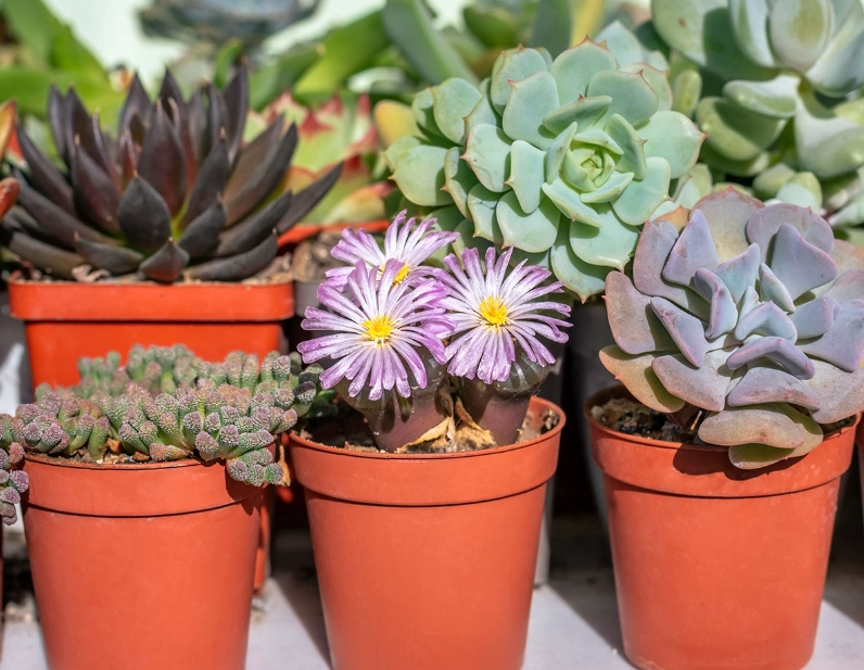 succulent plants how to care for succulent plants how to care for