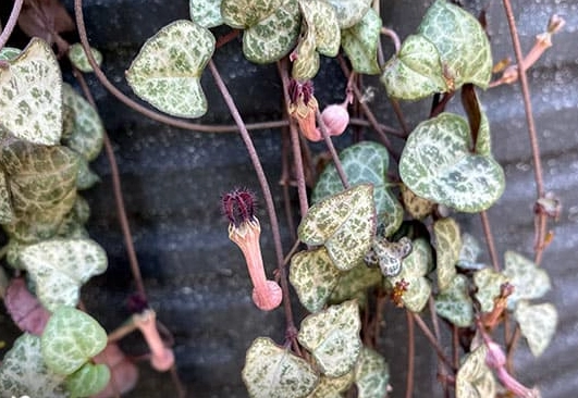 string of hearts care