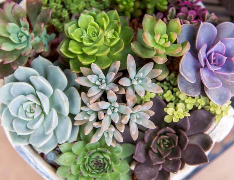 succulent care