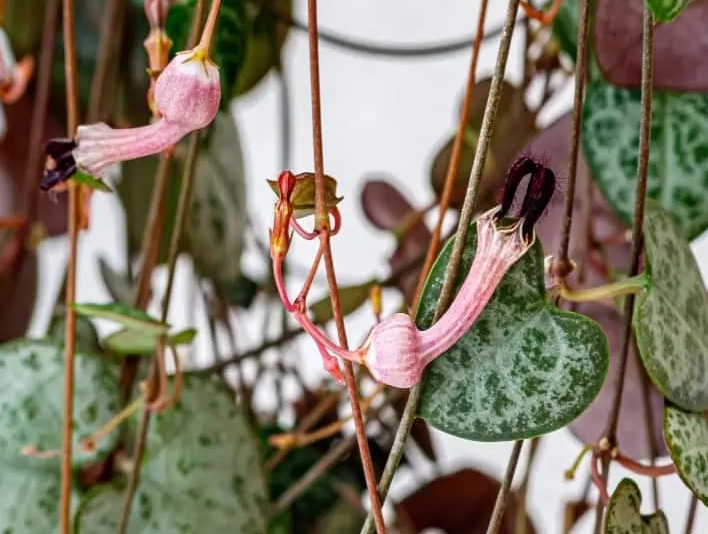 rosary vine propagation