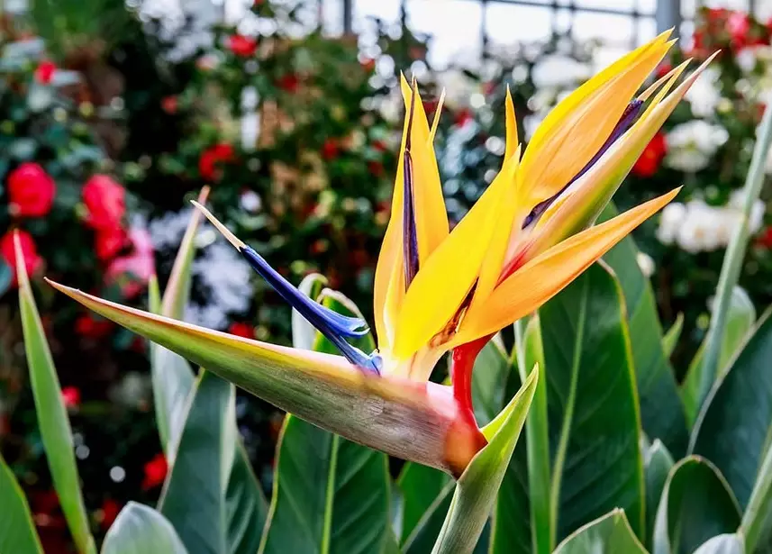 indoor bird of paradise problems