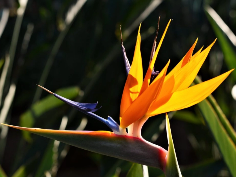 bird of paradise care