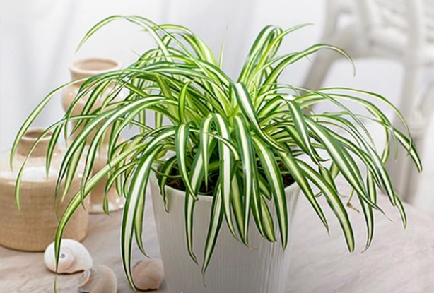 benefits of spider plant benefits of spider plant