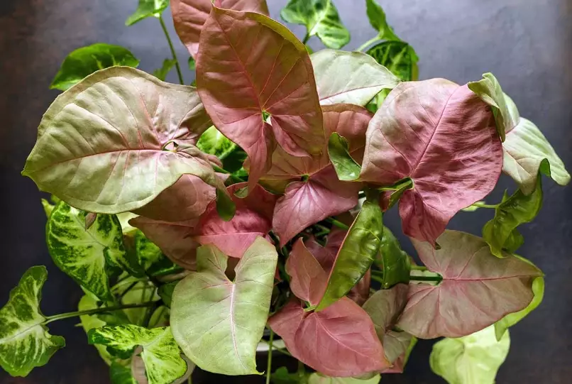 arrowhead plant pink allusion arrowhead plant pink allusion