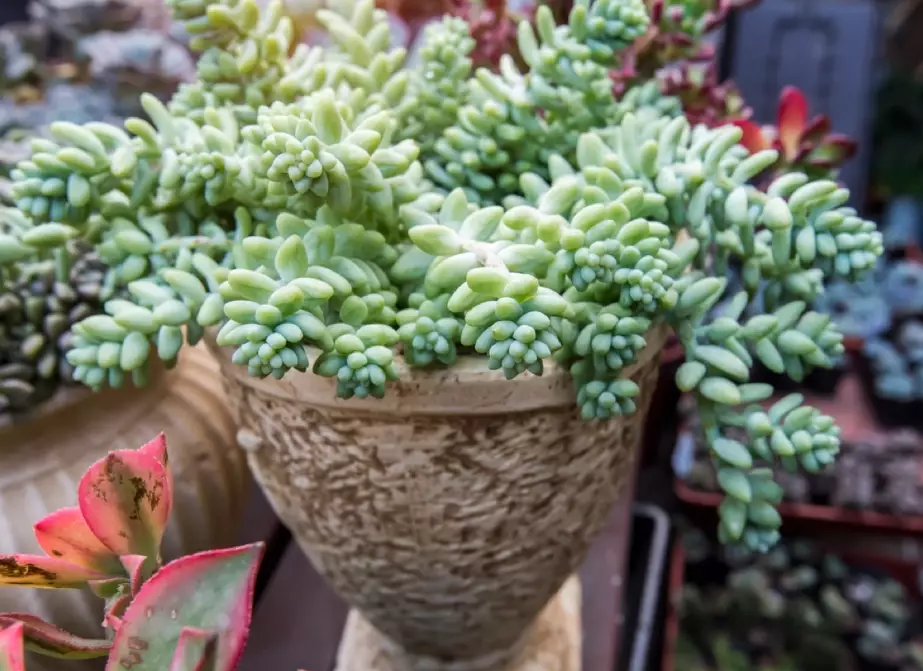 sedum morganianum