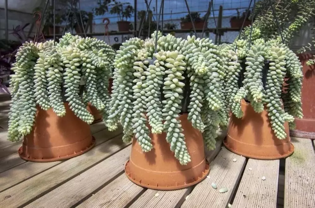 hanging succulent care hanging succulent care