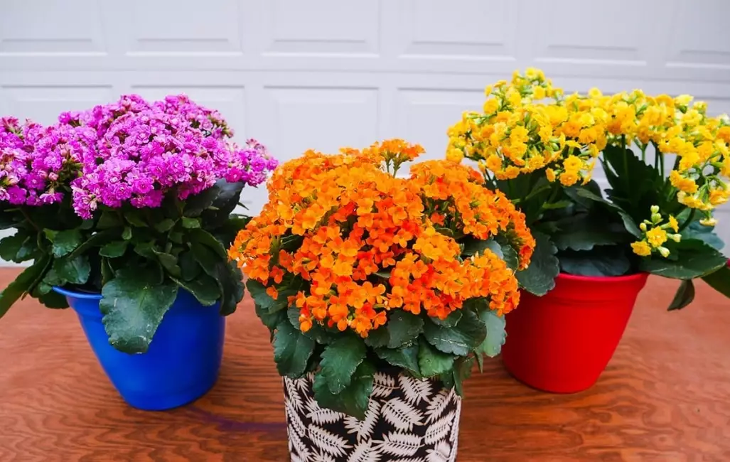 calandiva kalanchoe calandiva kalanchoe