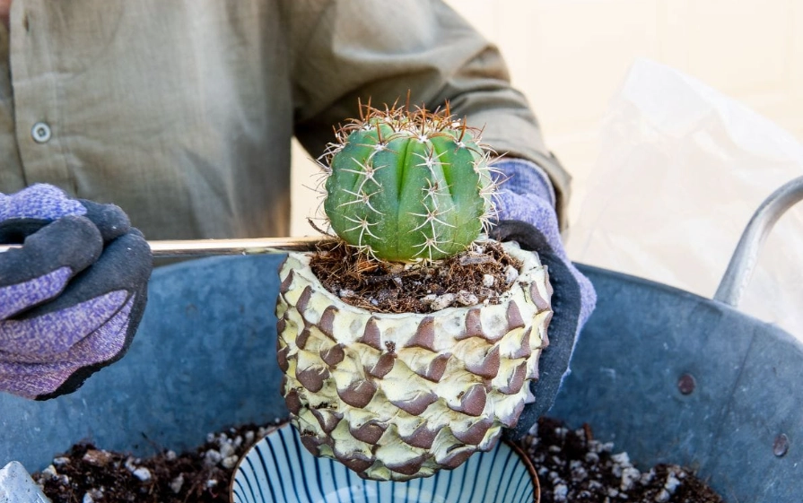 how to make cactus soil
