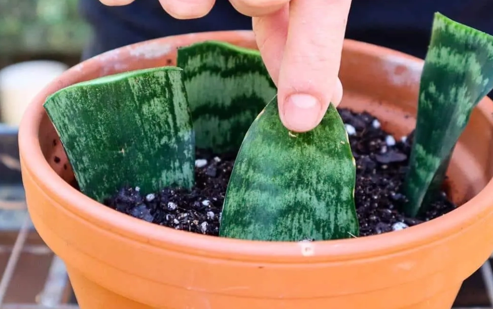 propagate snake plant propagate snake plant