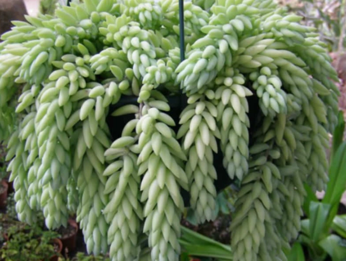 sedum morganianum care sedum morganianum care