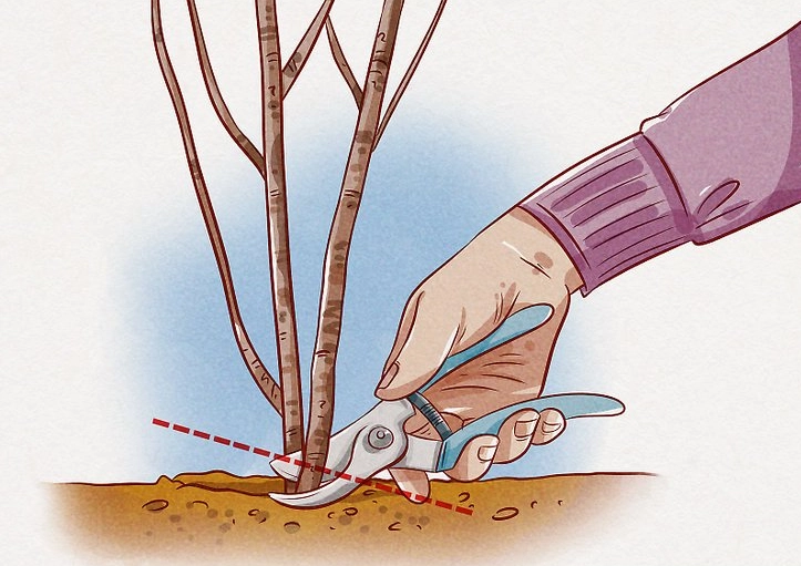 when to prune geraniums