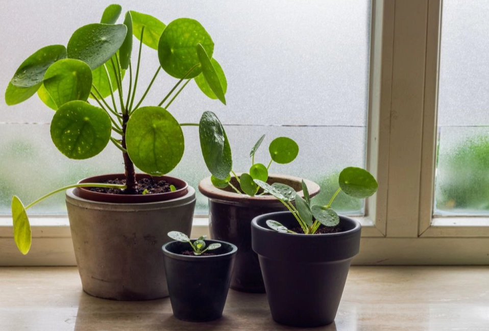 repot money tree repot money tree