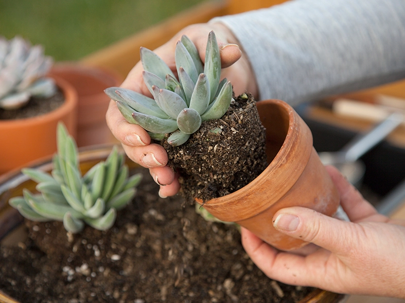 well draining soil for cactus well draining soil for cactus