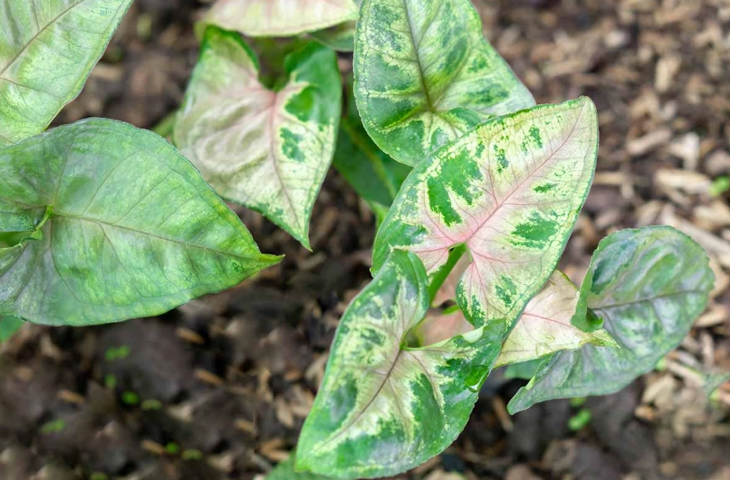 pink allusion arrowhead plant care pink allusion arrowhead plant care