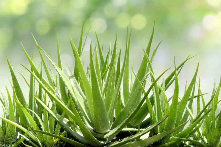 aloe vera plant benefits aloe vera plant benefits