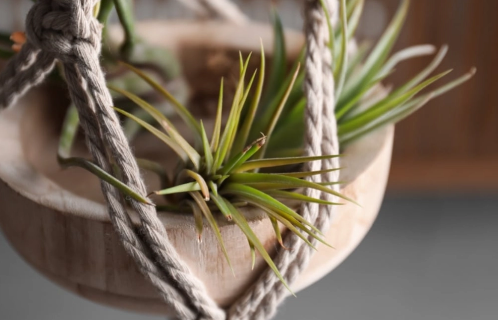 tillandsia light requirements