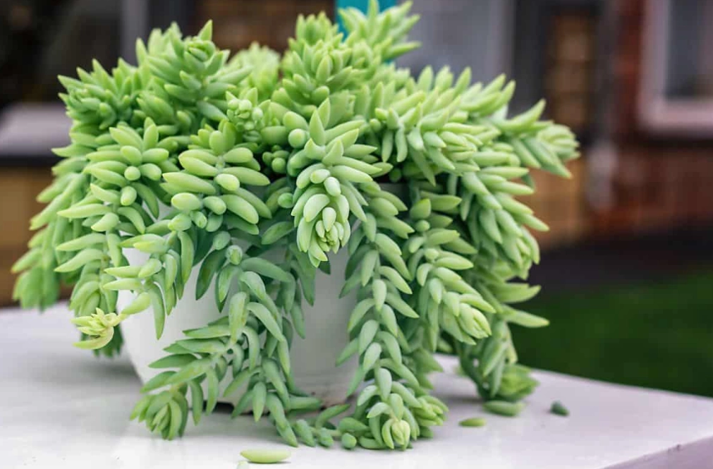donkey tail succulent