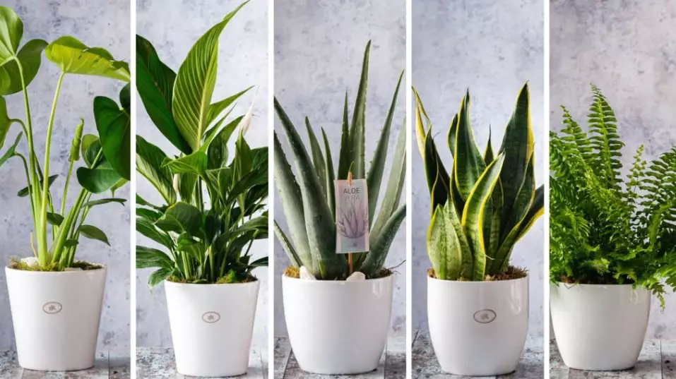 inside plant inside plant