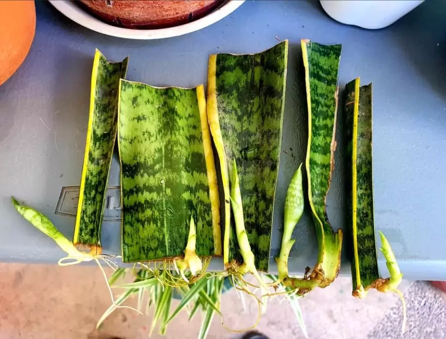 snake plant propagation snake plant propagation