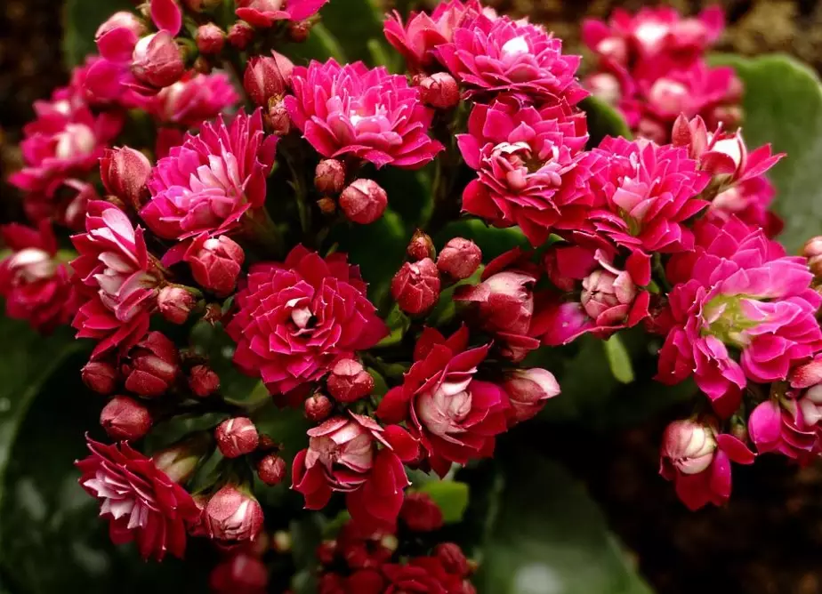 calandiva plant meaning calandiva plant meaning