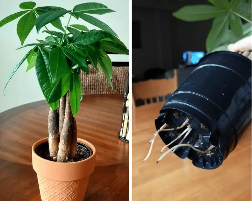 money tree care money tree care