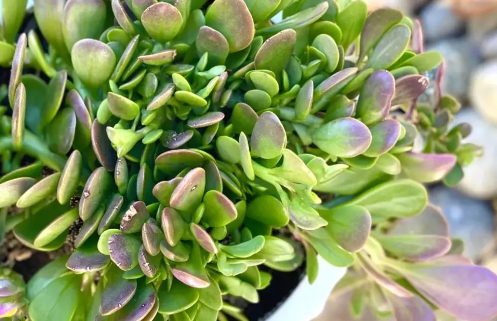 hanging succulent care hanging succulent care