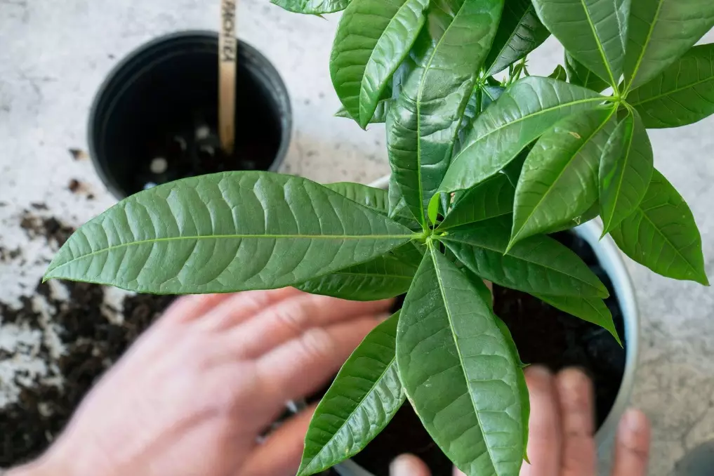 repot money tree repot money tree