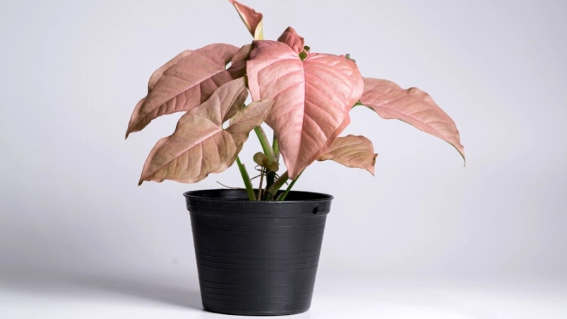 syngonium pink allusion care syngonium pink allusion care