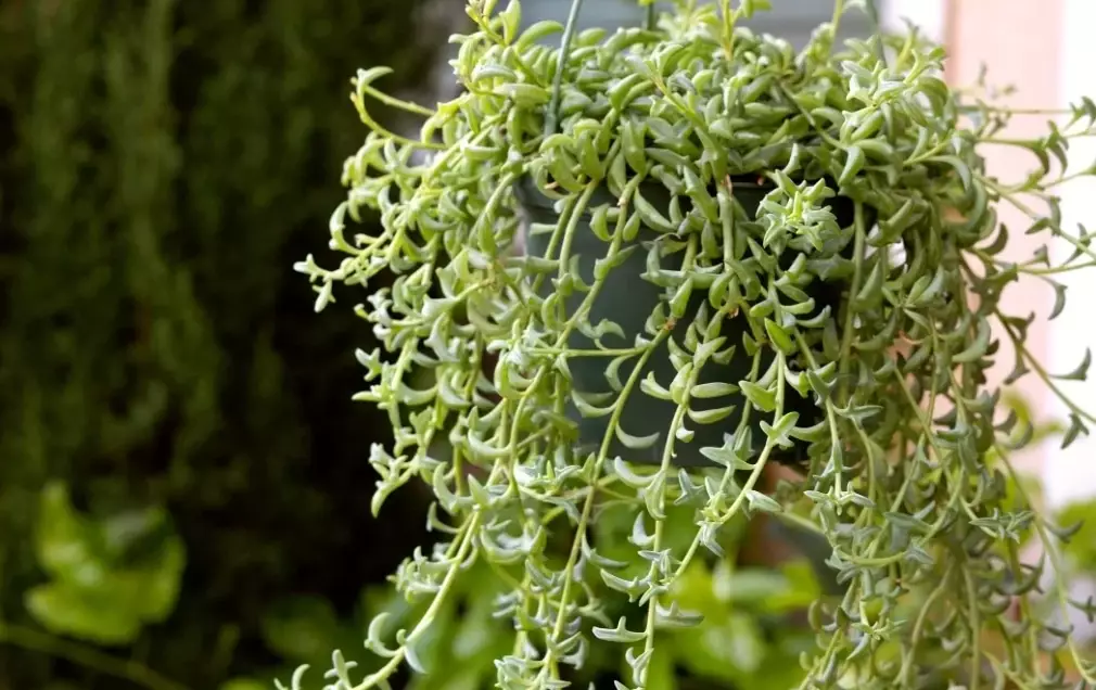 indoor succulent plants indoor succulent plants