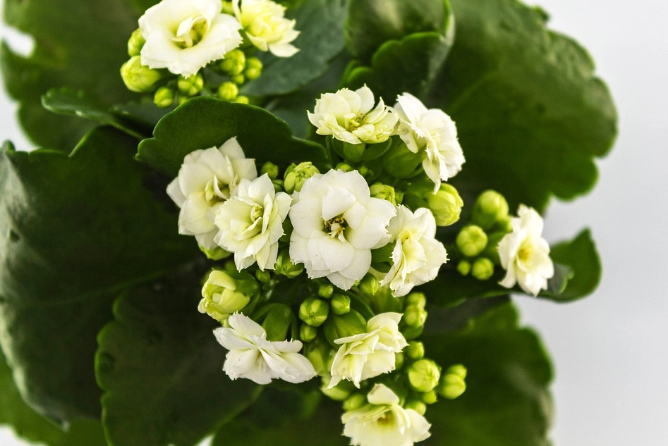 calandiva kalanchoe care calandiva kalanchoe care