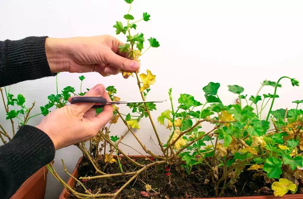 how to prune geraniums