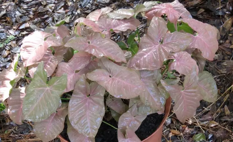 syngonium pink allusion care syngonium pink allusion care