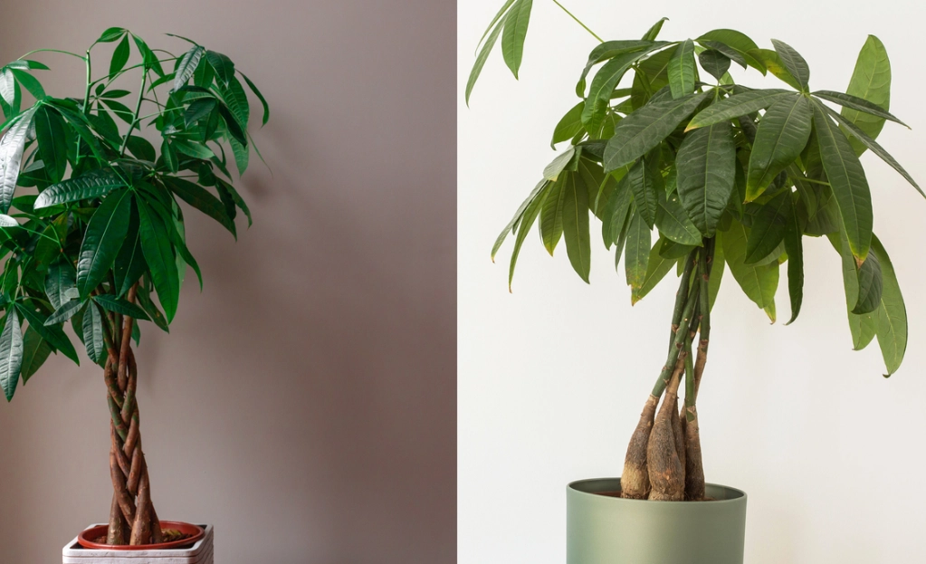 pachira aquatica repotting pachira aquatica repotting