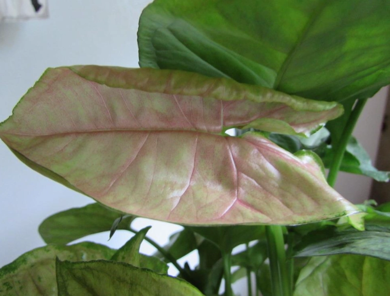 arrowhead plant pink allusion arrowhead plant pink allusion