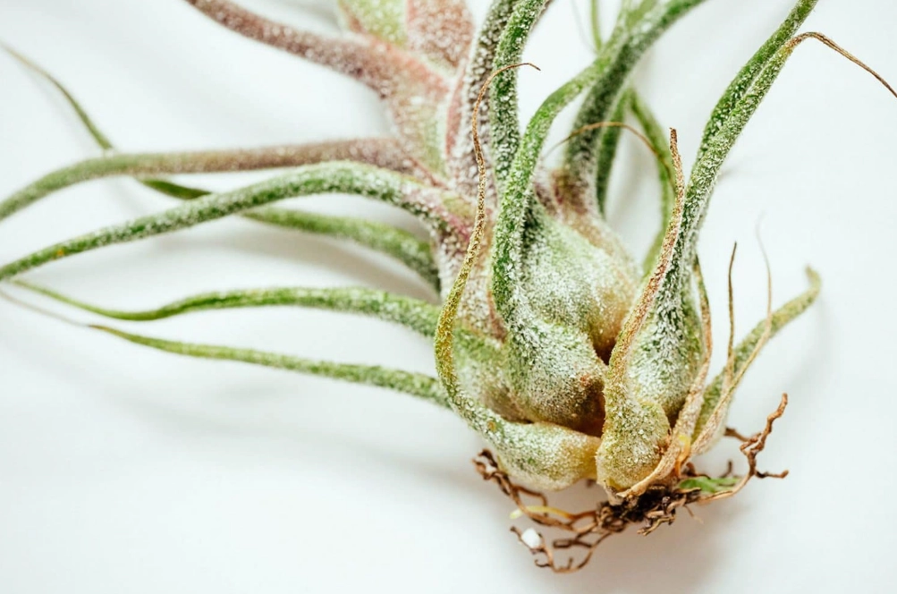 air plant care