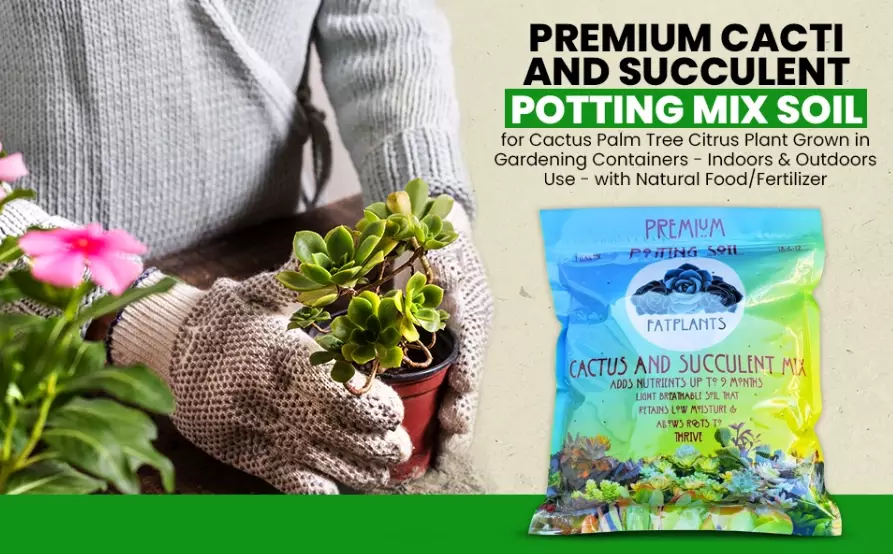 cactus soil mix cactus soil mix