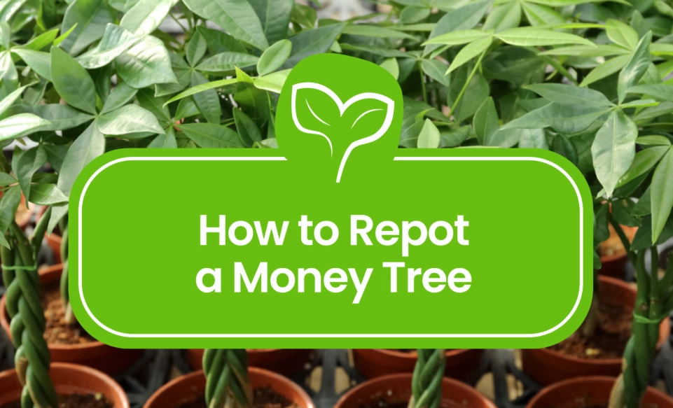 how to repot money tree