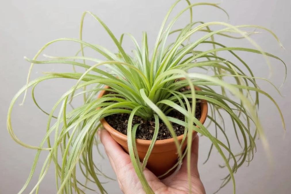 how to water air plants
