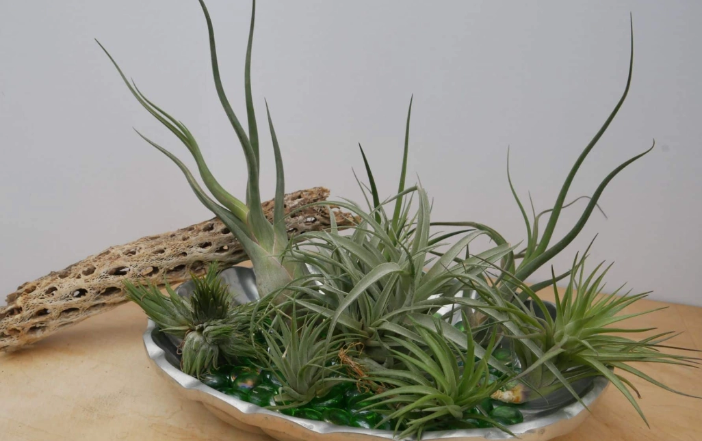 air plant care