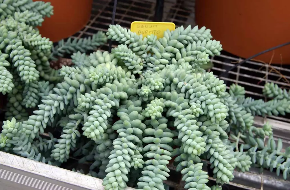 sedum morganianum