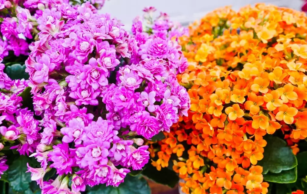 how to make calandiva bloom again how to make calandiva bloom again