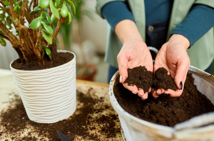 indoor plant soil mix