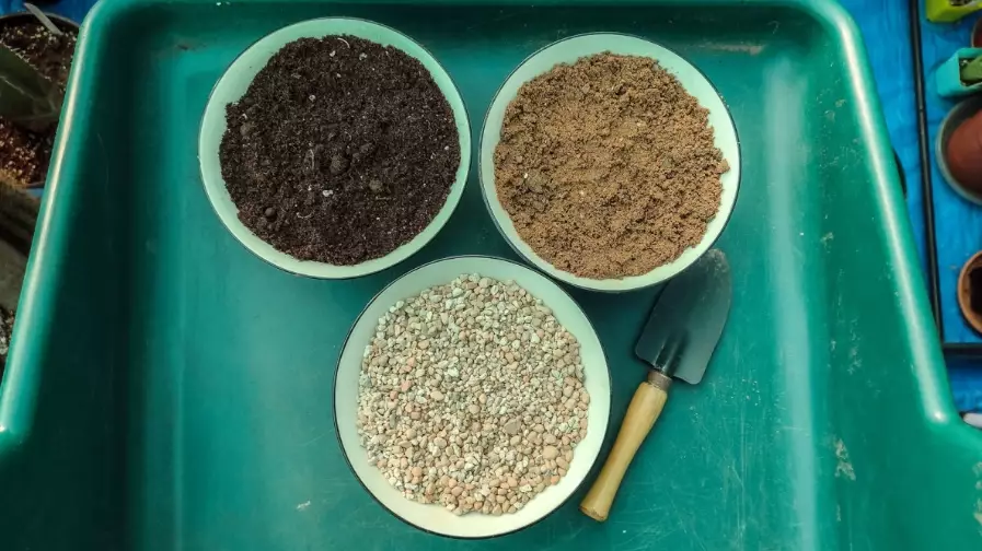 best soil for cactus best soil for cactus