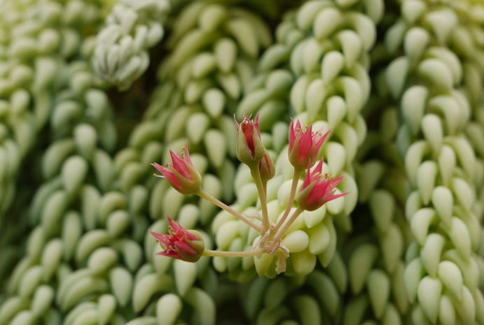 sedum morganianum sedum morganianum
