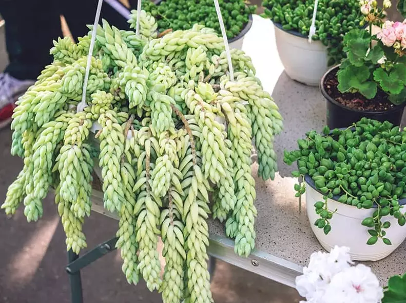 trailing succulents trailing succulents