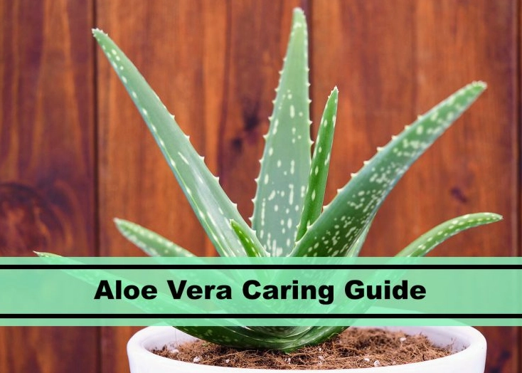 how to water aloe vera how to water aloe vera