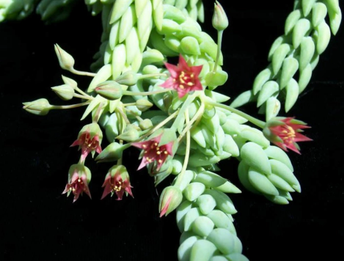 growing sedum morganianum