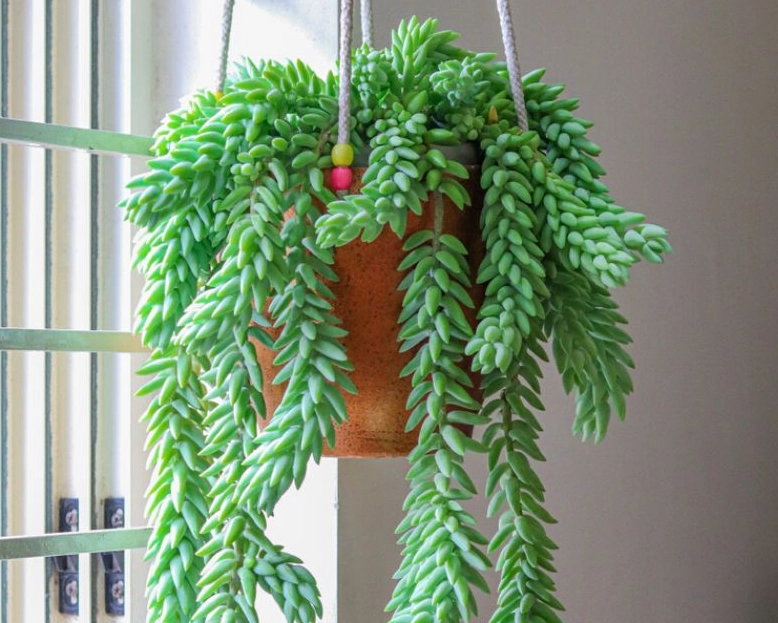 how to propagate donkey tail