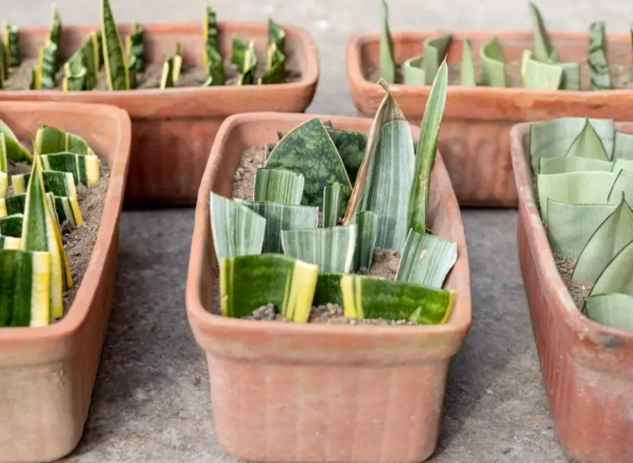 how to propagate sansevieria how to propagate sansevieria